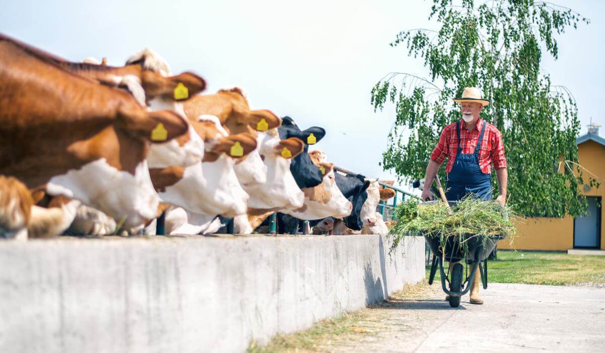 Tipos de alimento e ração para vaca leiteira