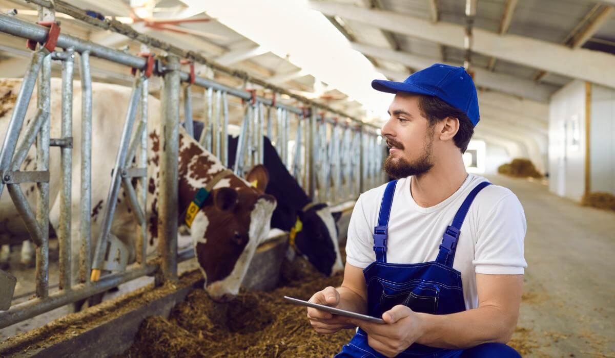Ração para vaca leiteiras: aprenda a fazer!