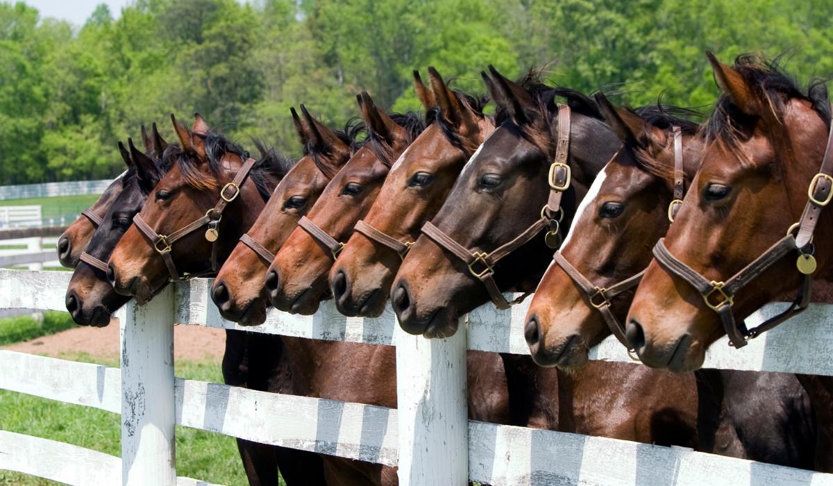 suplemento para cavalos